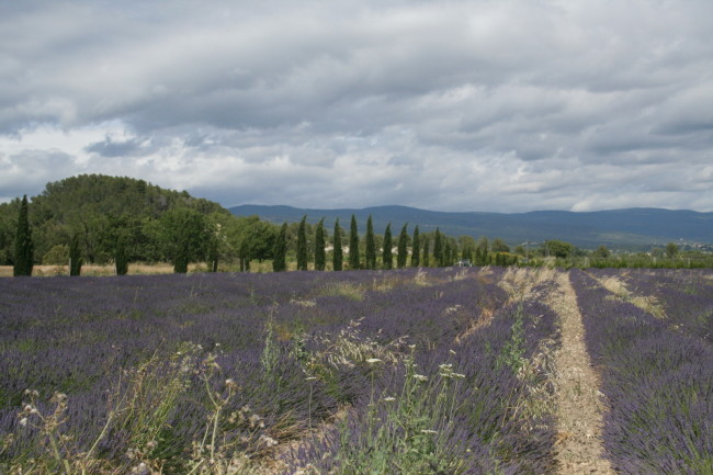 lavender france