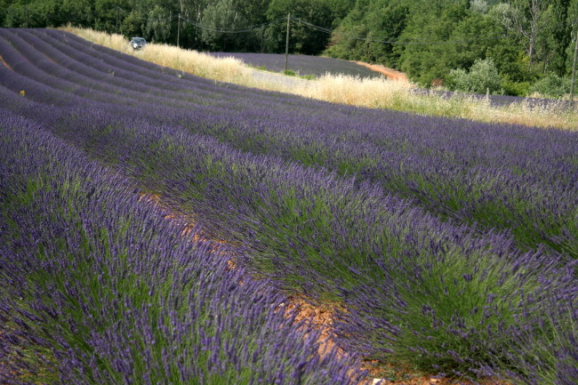 lavender france